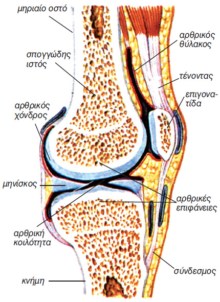 εικ. 7.10 Διάρθρωση