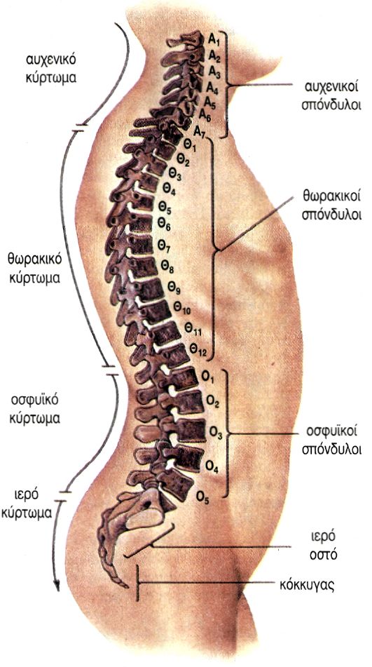 εικ. 7.12 Σπονδυλική στήλη