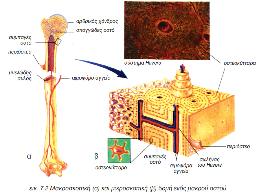 7.2 μακροσοπική
