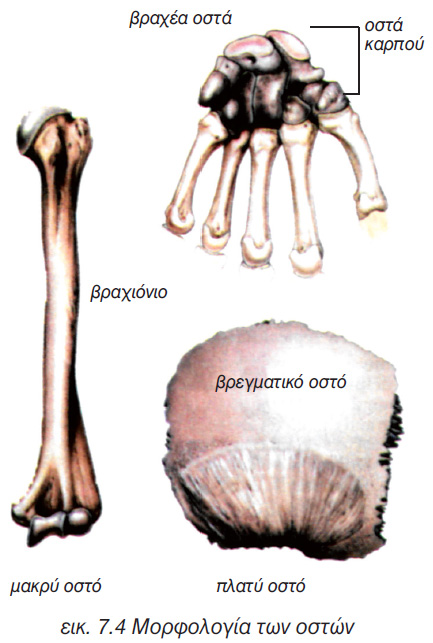 εικ. 7.4 Μορφολογία των οστών