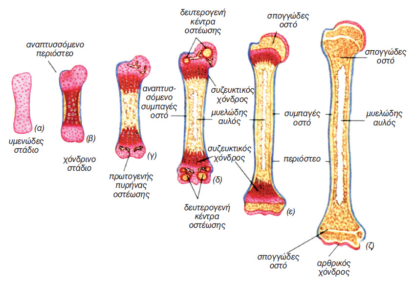 εικ. 7.6 Στάδια χονδρογενούς οστέωσης