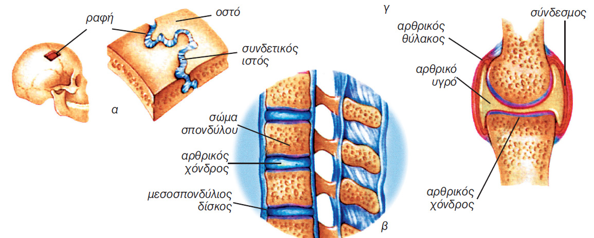 εικ. 7.8 Είδη αρθρώσεων α. Συνάρθρωση